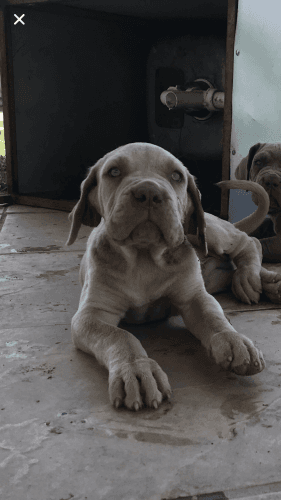 11 week old Full Breed Neapolitan Mastiff 4 sale