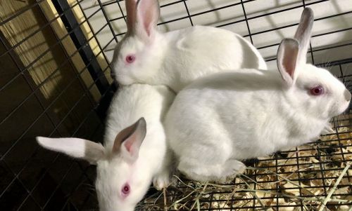 New Zealand and Californian Mixed