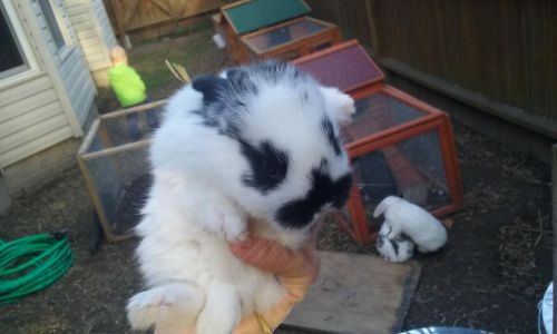 Cute new Zealand bunnys