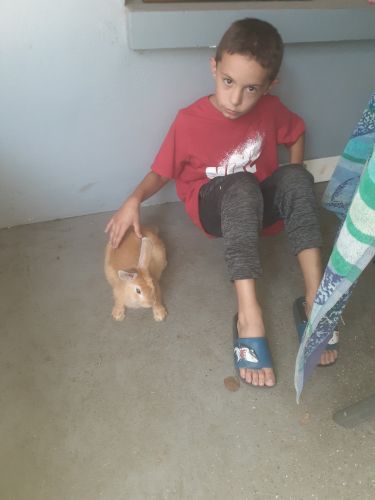 Peter Rabbit very sweet 12 week old male liter trained