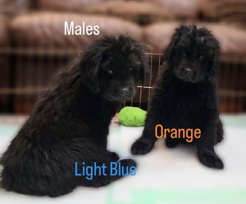 AKC Newfoundland puppies