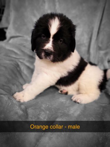 Newfoundland puppies available soon!