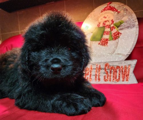 AKC Newfoundland Puppies