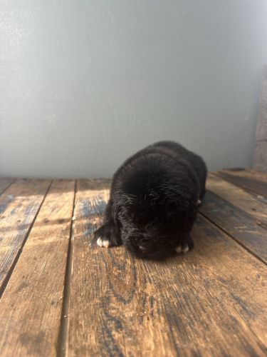 Newfoundland Puppies Available