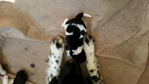 Newfoundland Puppies