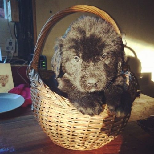 Kc Registered Newfoundland Puppies.