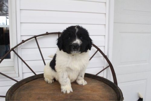 Dexter Male akc limited newfie