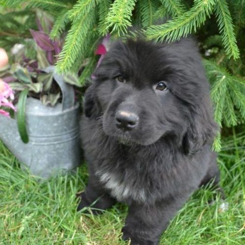 LEO NEWFOUNDLAND