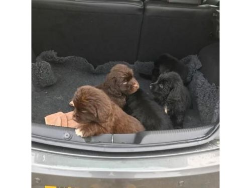 .NEWFOUNDLAND PUPPY FOR SALE