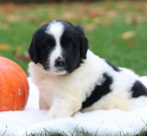 Marvelous male and female Newfoundland