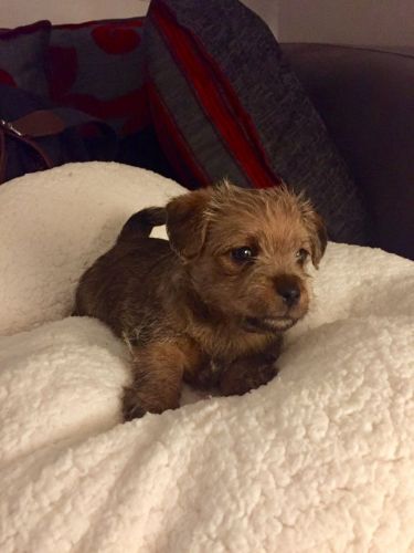 Norfolk Terrier Puppies