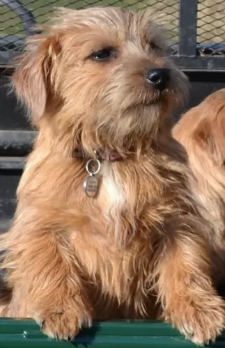 norfolk terrier dog - characteristics
