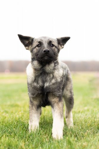 Female Norwegian Elkhound puppy in Indiana