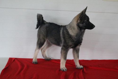 Charles Norwegian Elkhound ***