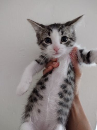 Sweet Norwegian Forest mixed kittens