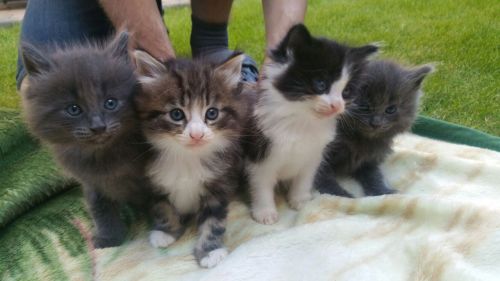 Elegant And Adorable Norwegain Forest Kittens