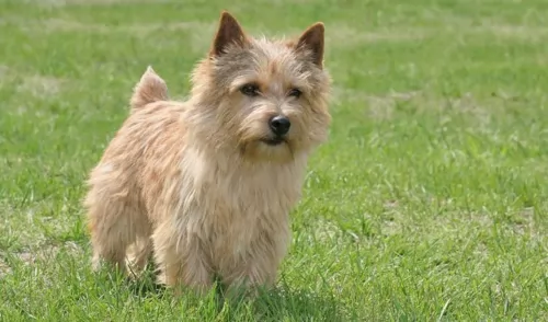 norwich terrier dog - characteristics
