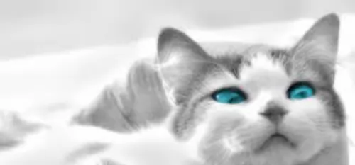 ojos azules cat - characteristics