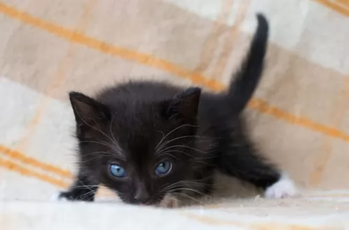 ojos azules kitten - description