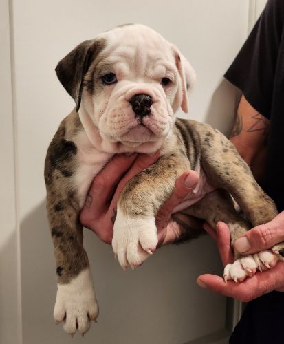 Olde English Bulldogge puppies