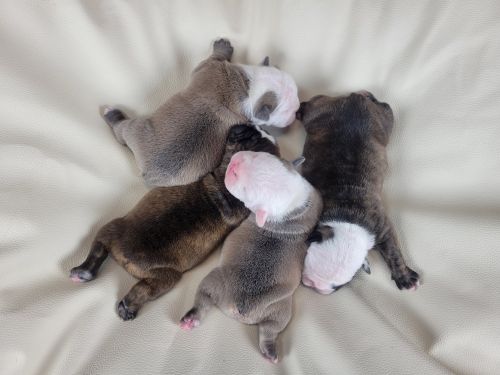 Olde english bulldog puppies