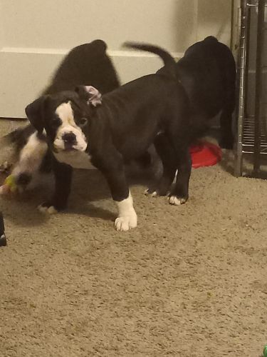 Olde English Bulldog Pups Need A Home