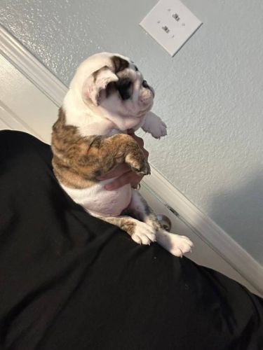English bulldog puppy female