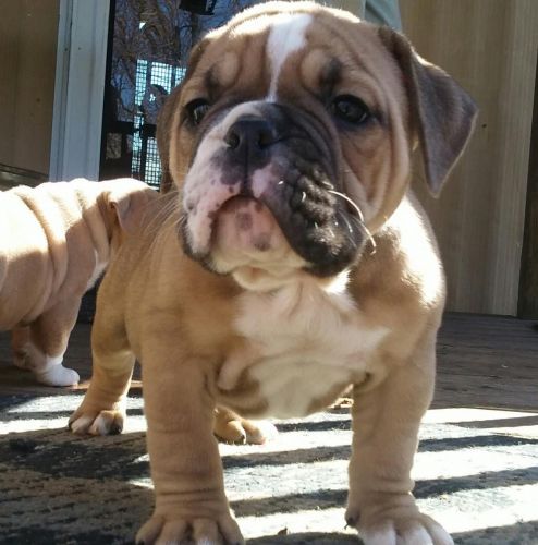 Old English Bulldog