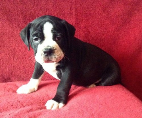 Olde English Bulldog Pups