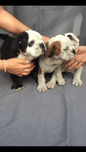 Stunning Old English Bull Dog Puppy