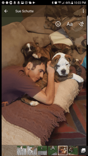 Olde English bulldogges for sale 4 mo old