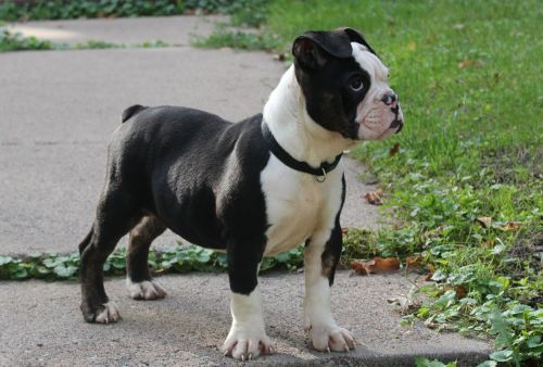 Bilbrobullies Andrea