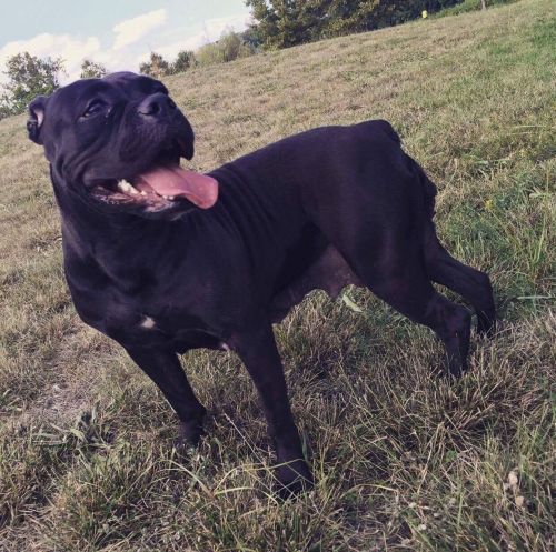 Chocolate brindle male