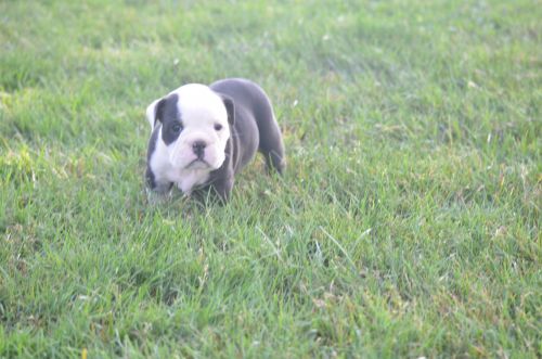 Olde English bulldogge