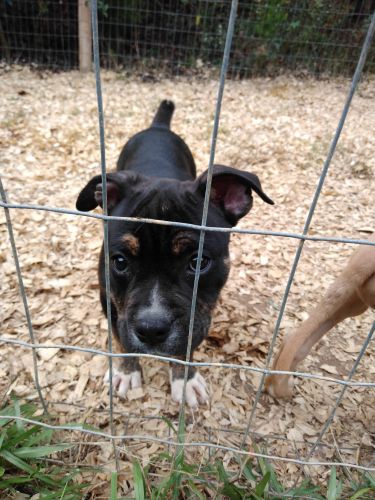 Female olde English bulldog