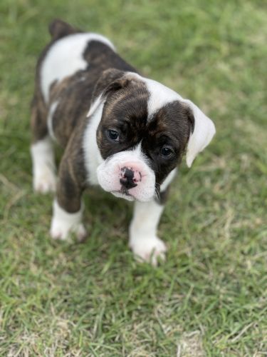 Registered IOEBA litter of 7 ready May 30th Yukon Oklahoma