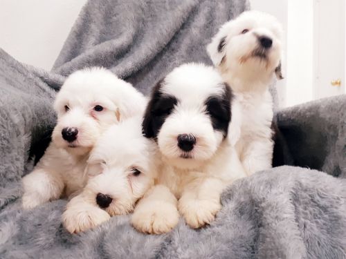 Old english sheepdog