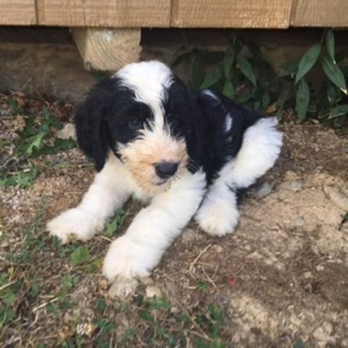 Dax Sheepadoodle ***