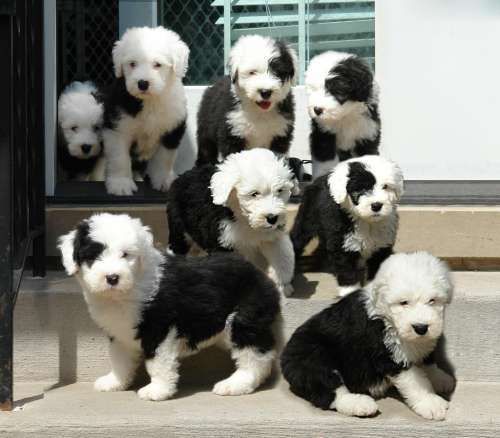 Akc Old English Sheepdog Pups