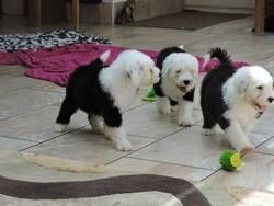 Cute old english sheepdog puppies