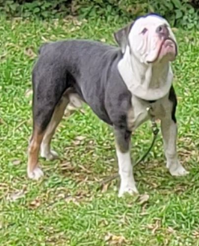 11 M/O Blue tri Olde English Bulldogge