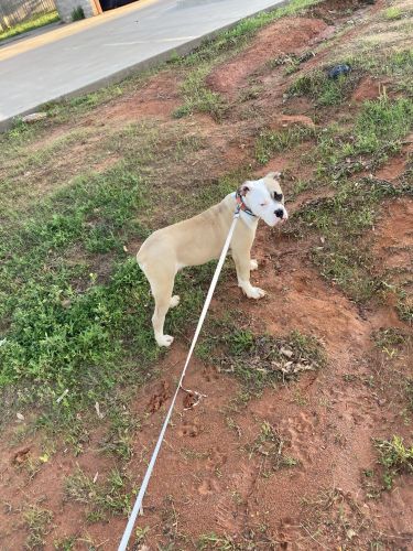 Spike looking for home