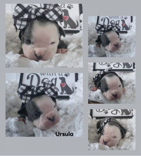 Olde english bulldogge pups available