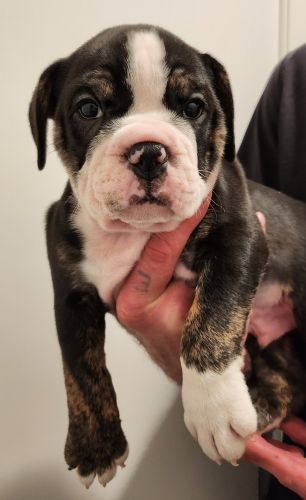 Olde English Bulldogge