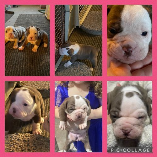 Olde English Bulldogge Puppies &1 adult