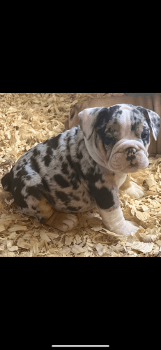 F1 olde English bulldogge female