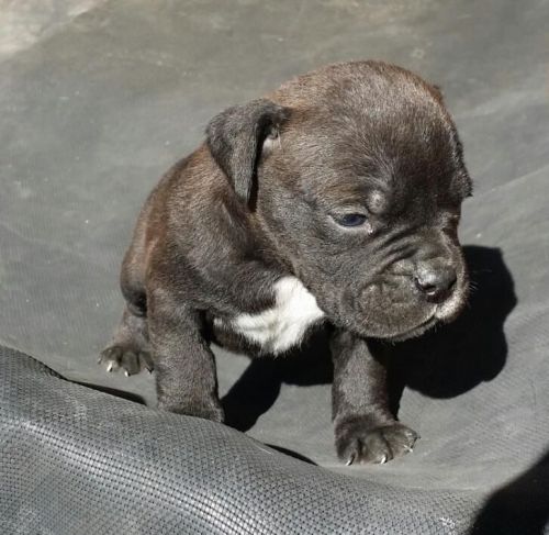 Male OEB for sale in Centex