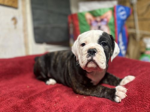 Thor-Black brindle & White