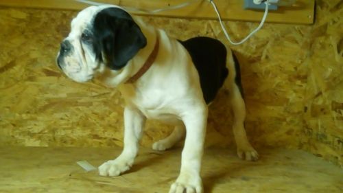 15 Week Old Male Olde English Bulldogge