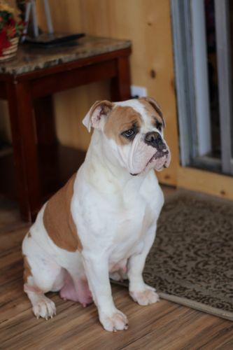 Male Olde English Bulldogge Puppies